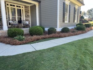 Pine staw installation in Bentwater subdivision in Acworth, Georgia