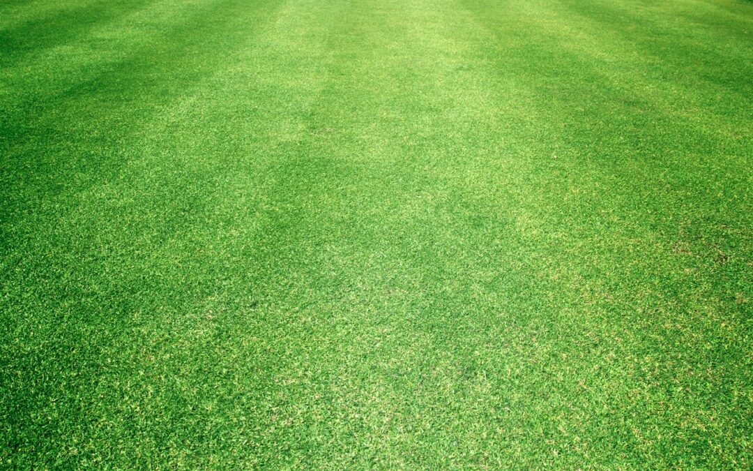 Scalped Bermuda grass Dallas GA