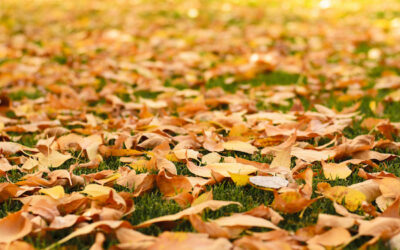 Benefits Of Mulching The Leaves On Your Dallas GA Lawn