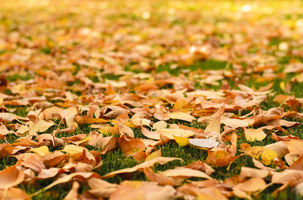 Mulching Leaves In Dallas Georgia