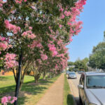 Crepe Myrtle Pruning Along Drive