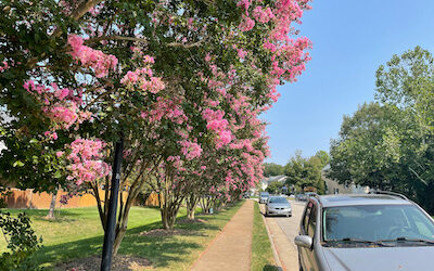 Dallas Georgia’s Guide To Pruning Crepe Myrtles Correctly