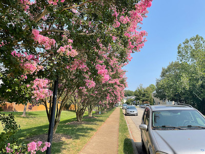 Crepe Myrtle Pruning Along Drive