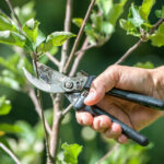 Dallas, Georgia Winter Pruning of plants