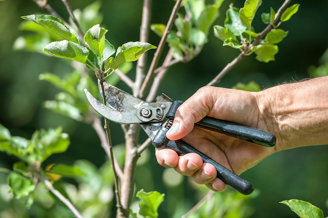 Dallas, Georgia Winter Pruning of plants